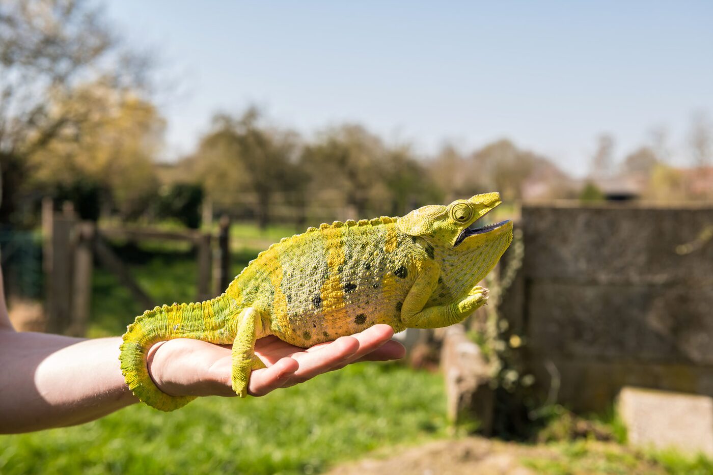Bo Reptiles, animalerie spécialisée